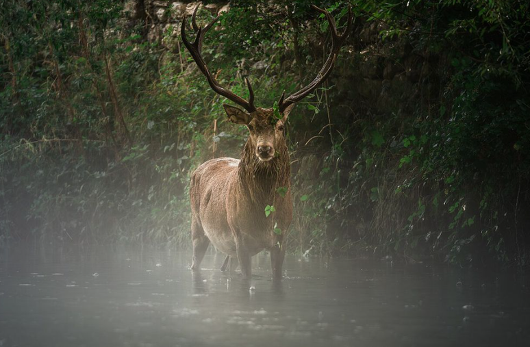 Imagem impressionante de um veado-vermelho, em um parque italiano, ganha o prêmio na categoria da iniciativa Wiki Loves Earth