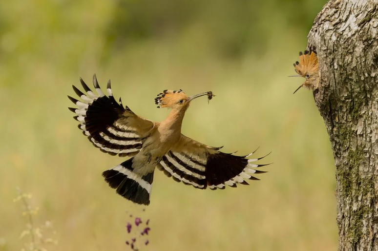 Um casal de aves em risco de extinção é uma das imagens premiadas em um concurso de fotografia