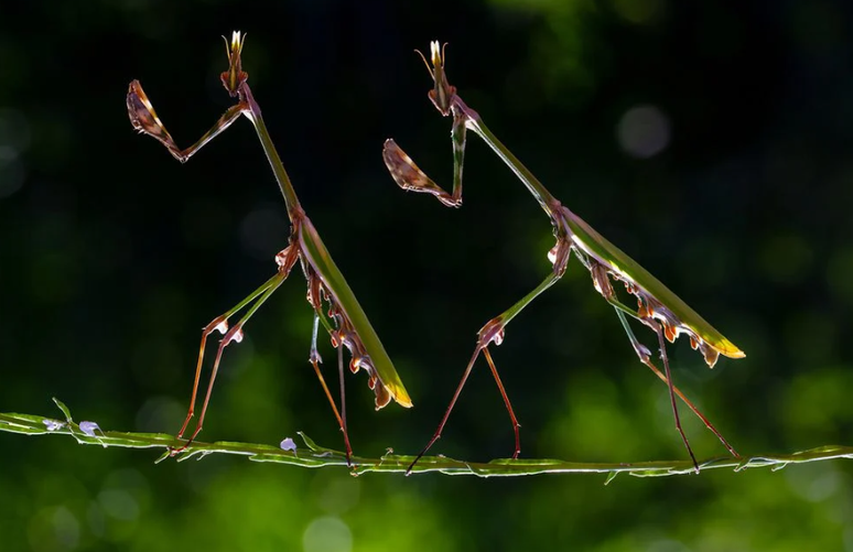 O concurso de fotografia da Wikipédia escolhe imagens divertidas, como a dupla de louva-a-deus equilibrando-se na corda bamba