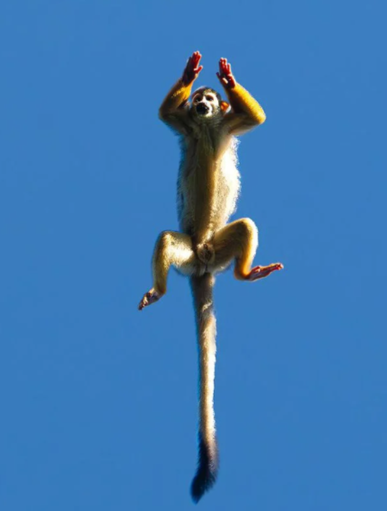 O Macaco-de-cheiro é capturado no instante preciso em que salta e a imagem ganha um prêmio de fotografia