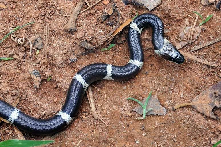 A cobra krait-comum é noturna e tem hábitos reclusos, caçando principalmente outras cobras e pequenos mamíferos 