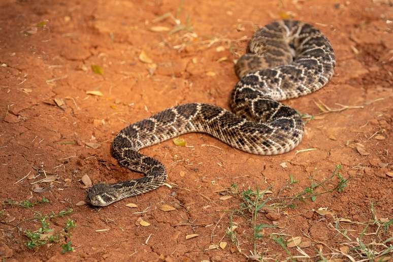 A cascavel é uma cobra que evita confrontos, mas pica quando se sente ameaçada 