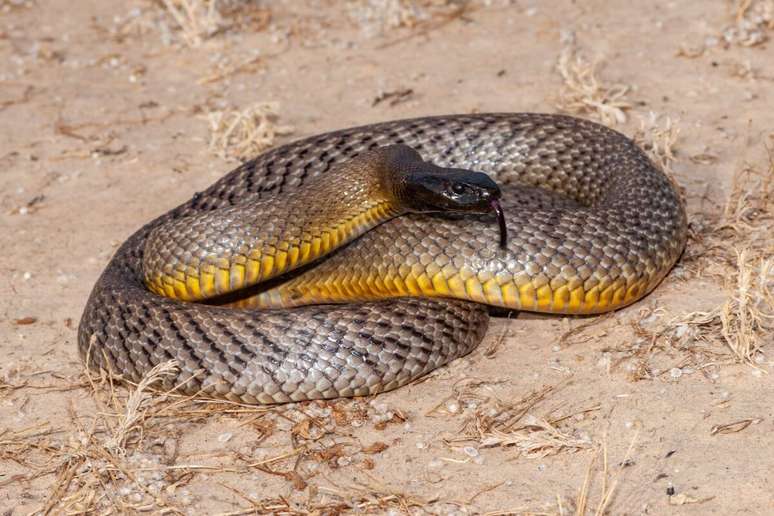 A taipan-do-interior é considerada a cobra terrestre mais venenosa do mundo 