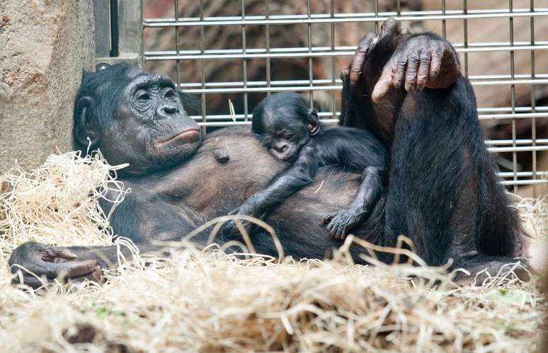 Os bonobos, parentes próximos dos humanos, às vezes dão presentes a bonobos de outros grupos