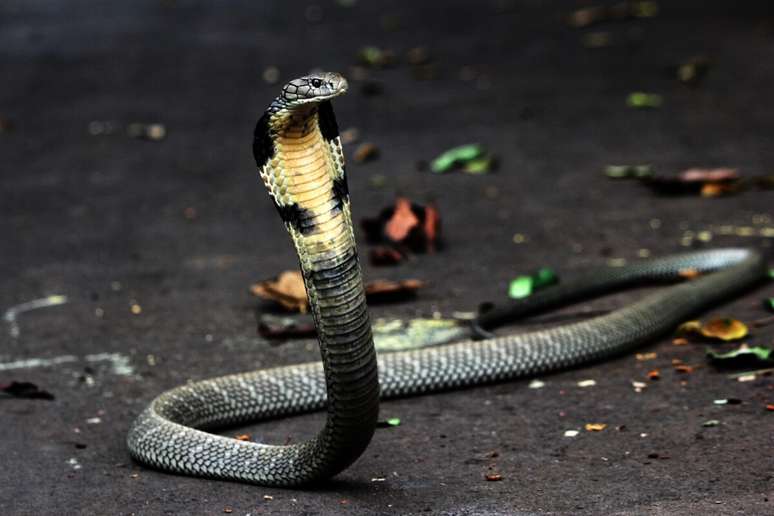 A Cobra-real é a maior cobra peçonhenta do mundo 