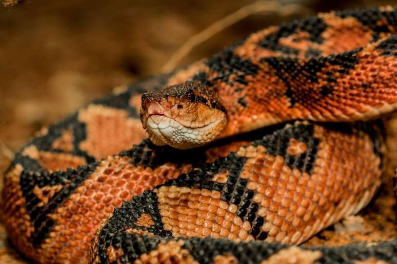 As cobra peçonhentas se destacam por seu veneno potente e características únicas