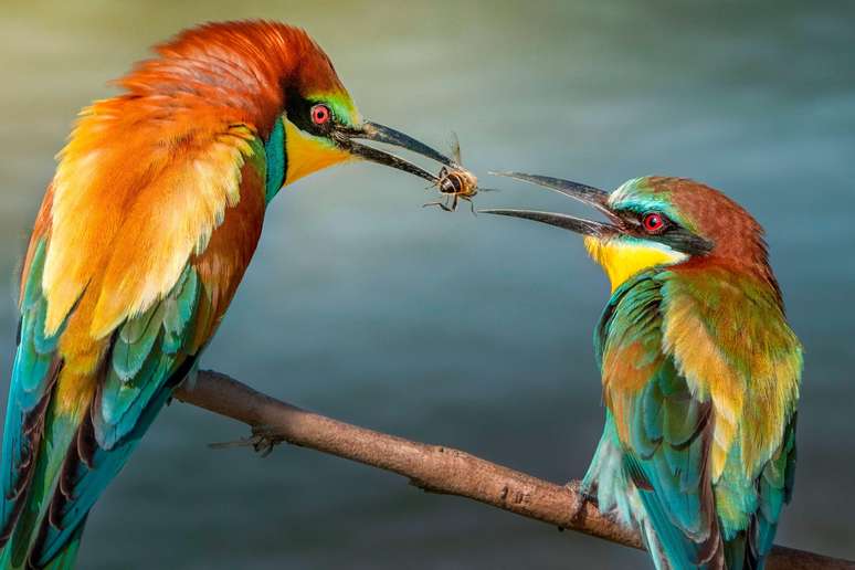 Doações de presentes foi observada em várias espécies animais