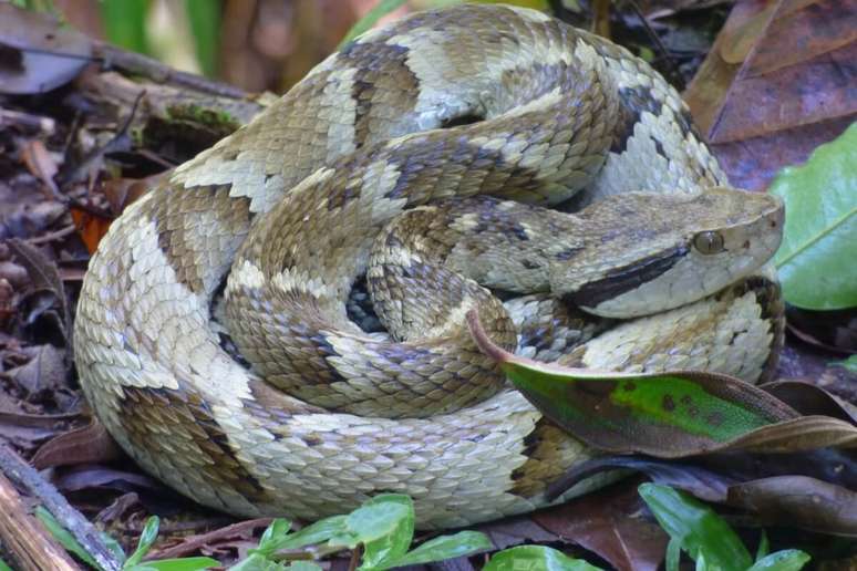 A jararaca é uma das cobras mais comuns do Brasil e o seu veneno causa dor intensa 