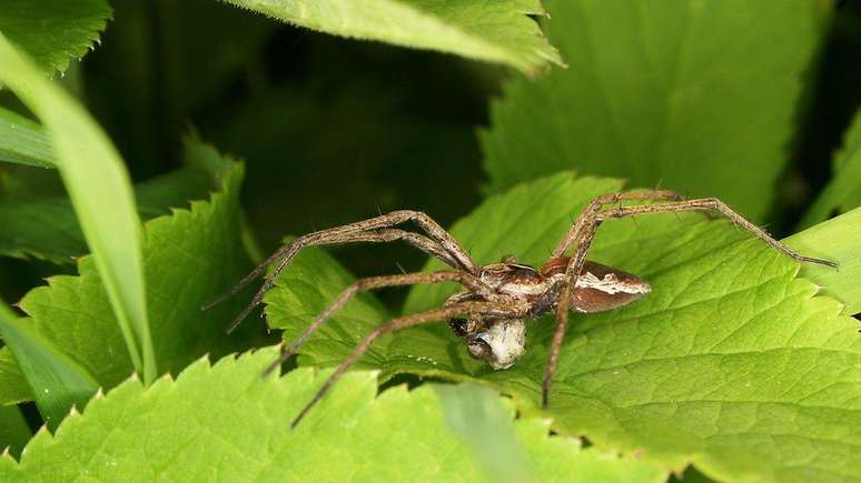 As aranhas de teia de berçário presenteiam potenciais parceiras com presa envolta em seda – e elementos químicos que o tornam mais atraentes