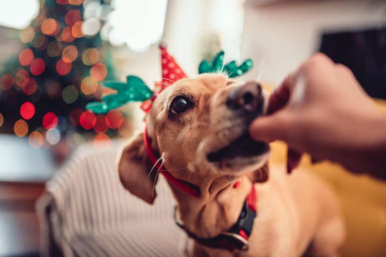 Alimentos gordurosos, como carne de porco, podem causar vômito e diarreia nos cachorros 