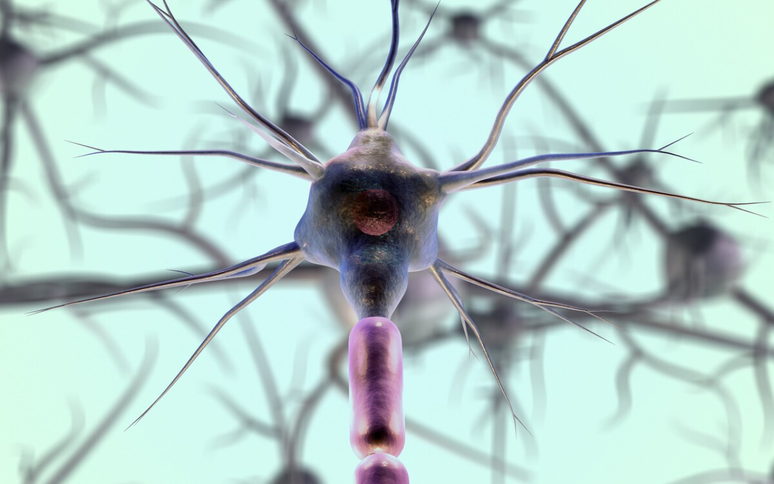 We finally know what trick neurons use to coordinate better: the secret was in fractals