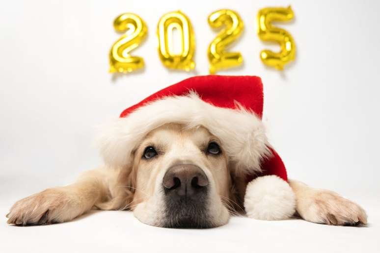 foto de cachorro com 2025 atrás e gorro de natal