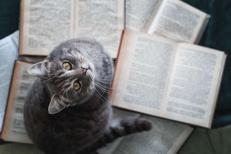 gato em cima de livros