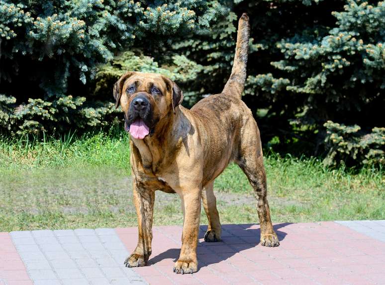 cão de guarda dogo canário