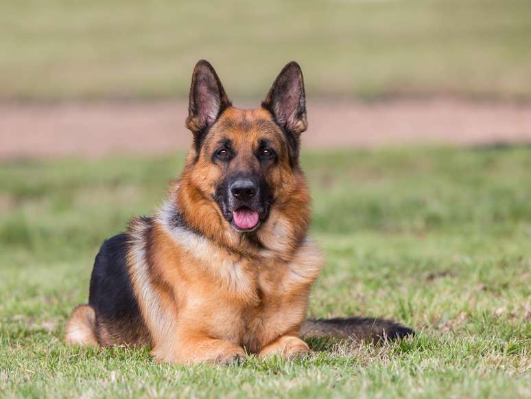 cachorro pastor alemão