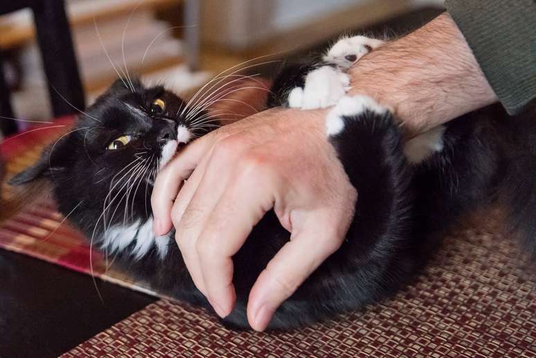 gato mordendo mão de homem