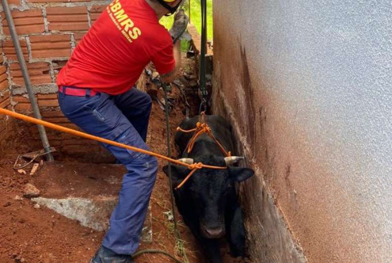 Devido à profundidade e à posição do animal, foi necessário escavar ao redor da vala antes de retirá-lo.