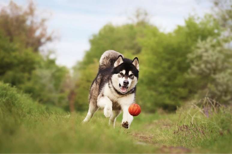 O malamute do Alasca precisa de exercícios moderados para evitar problemas de saúde 