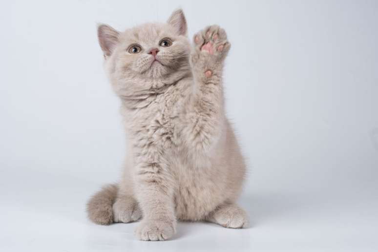 O filhote de british shorthair têm uma aparência robusta e encantadora, que lembra ursinho de pelúcia 