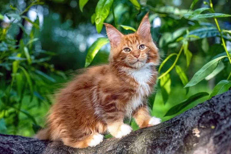 O filhote de maine coon tem uma pelagem densa que o torna extremamente fofo 