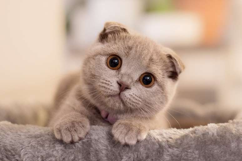 O scottish fold parece um brinquedo de pelúcia quando filhote 