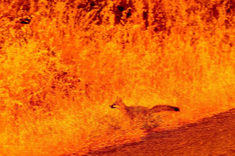 Um animal corre pela grama enquanto foge das chamas do incêndio florestal que devastou a comunidade de Cohasset, no Condado de Butte, na Califórnia, em 25 de julho de 2024