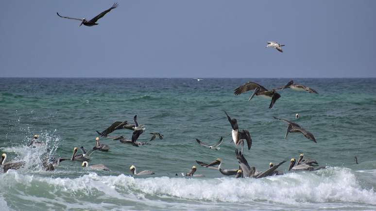 Aves na praia