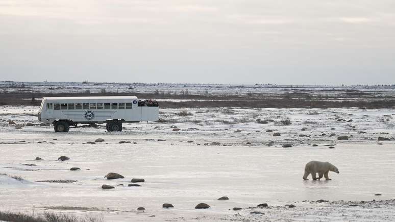 Turistas e cientistas usam os veículos chamados de tundra buggies para ver e monitorar os ursos com segurança