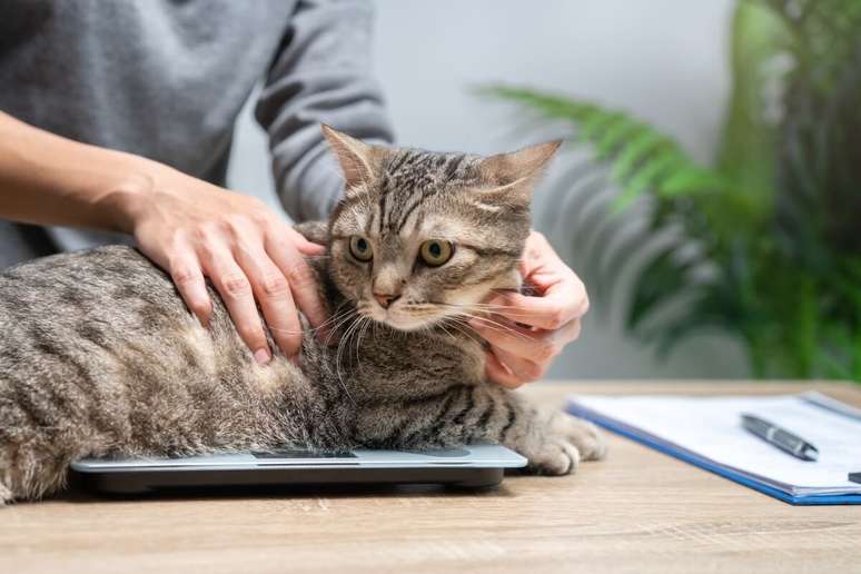 Maintaining your cats' proper weight prevents diseases that can shorten their life expectancy Maintaining your cats' proper weight prevents diseases that can shorten their life expectancy