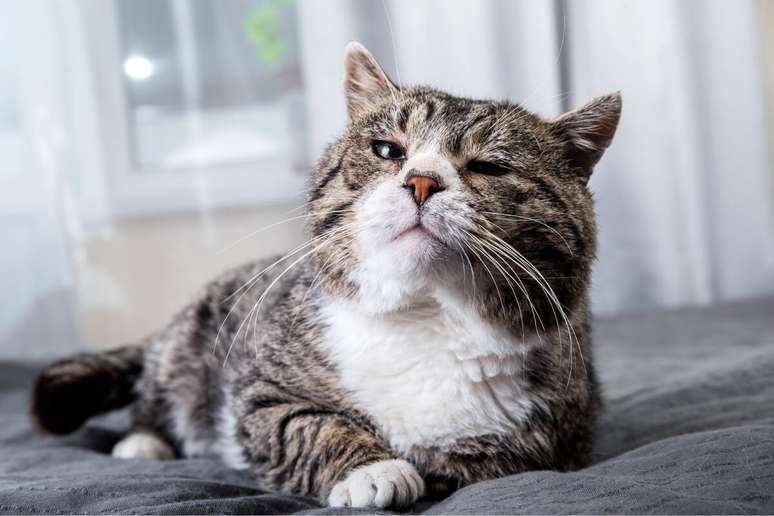 8 tips to help your cat age more healthily