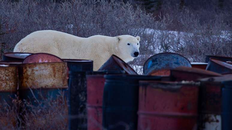 Um urso polar explora o depósito de lixo perto de Churchill, Manitoba