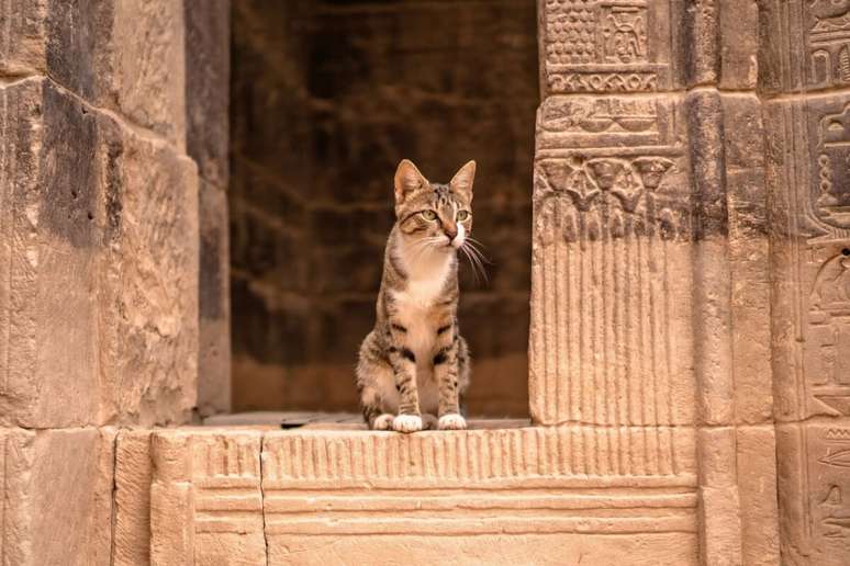 No Egito Antigo, os gatos eram referenciados como protetores divinos