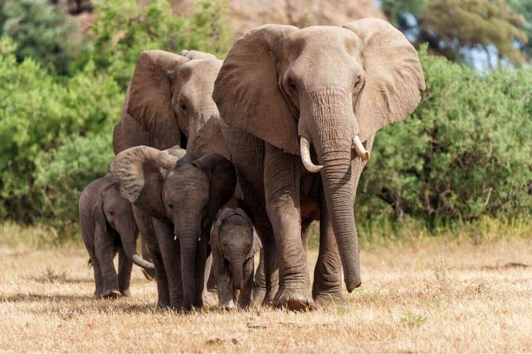 O elefante-africano tem uma memória excepcional 