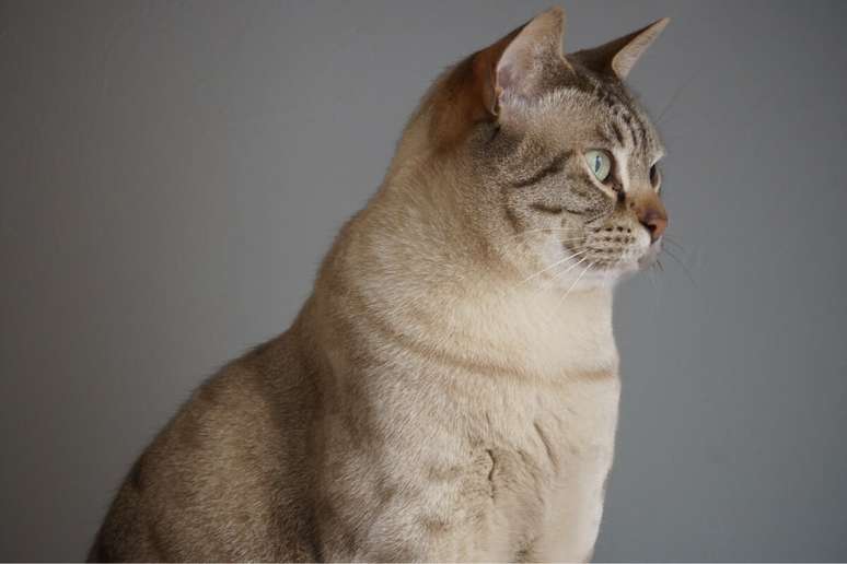 O mist australiano é o gato ideal para quem busca um pet encantador e sociável