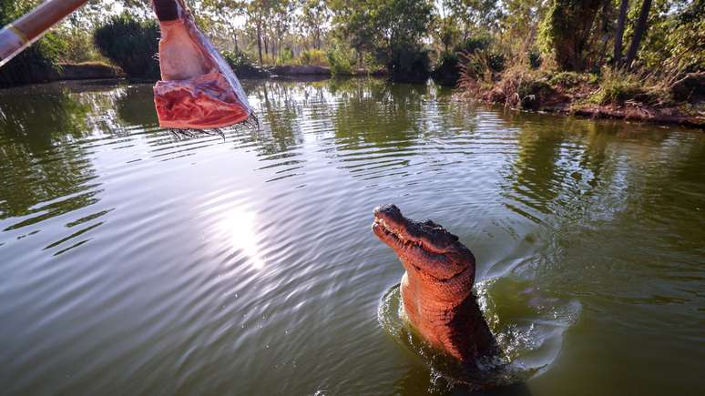 Shows com crocodilos selvagens são organizados no Território do Norte para atrair turistas