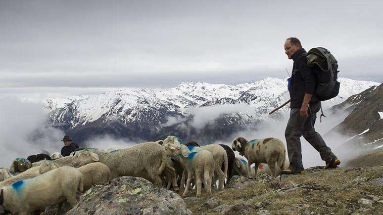 Os pastores conduzem suas ovelhas pelas montanhas entre a Itália e a Áustria, uma antiga tradição sazonal para acessar diferentes pastagens.