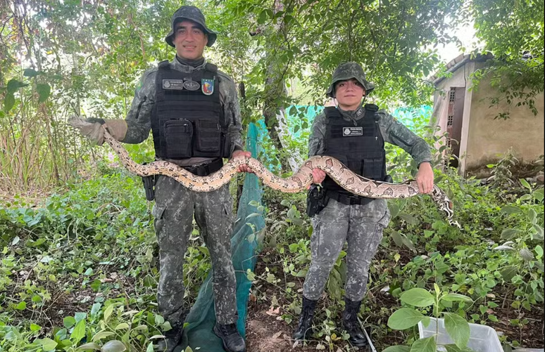 Jiboia de 2,5 metros é resgatada próxima a capelabonus party pokerJuazeiro do Norte (CE)