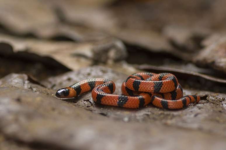 Sonhar com cobra é ruim? Nem sempre