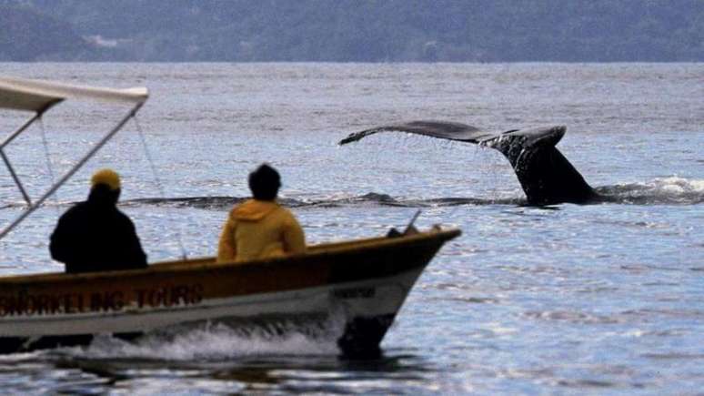 Diferentemente dos peixes, as baleias não bebem água