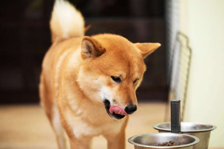 A alimentação do shiba deve ser balanceada e acompanhada por um veterinário 