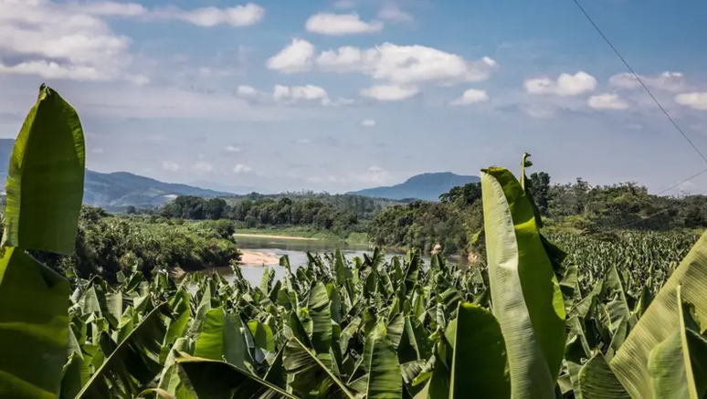 Quilombolas dizem que terreno onde antes plantavam hoje estão ocupados por "terceiros"