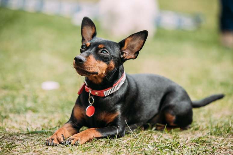 Pinscher deitado na grama