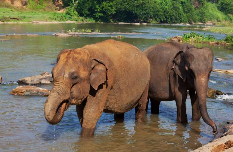 A mulher foi atingida pela tromba do elefante enquanto participava de uma atividade de banho