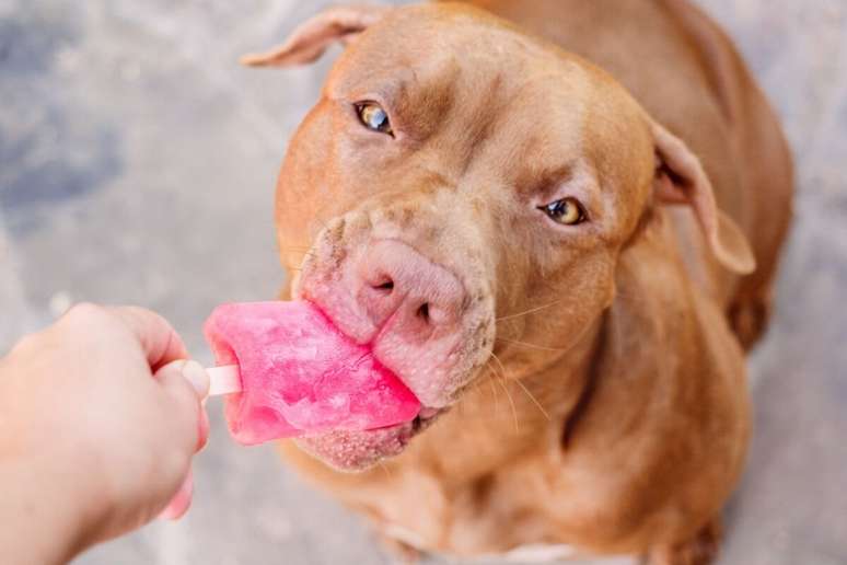 Petiscos gelados ajudam a reduzir o calor para os animais