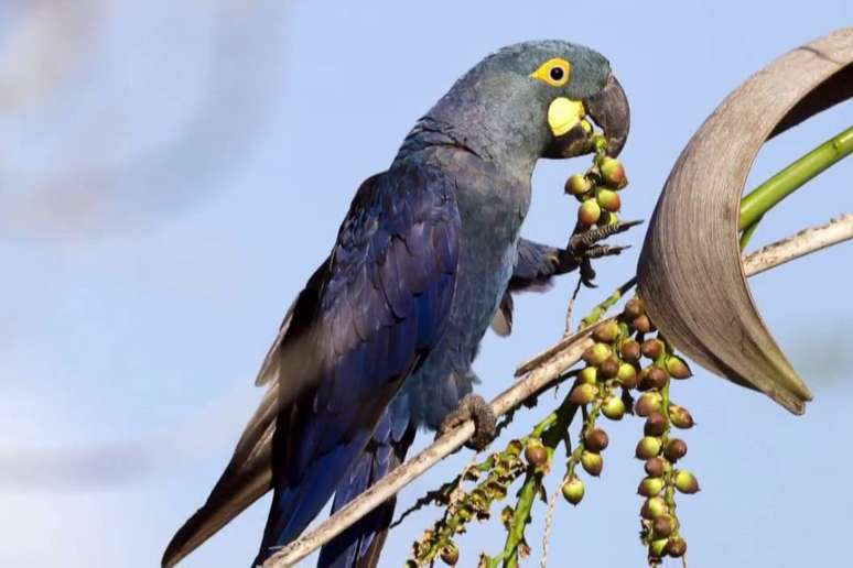 Arara-azul-de-lear se alimenta de coquinhos