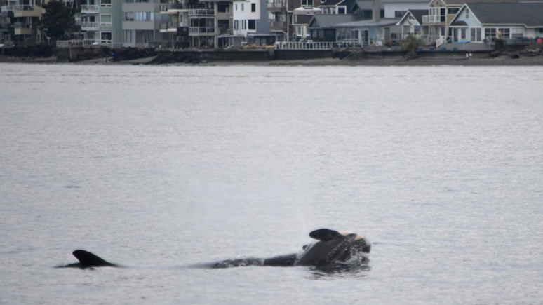 Orca é flagrada carregando filhote morto nos EUA