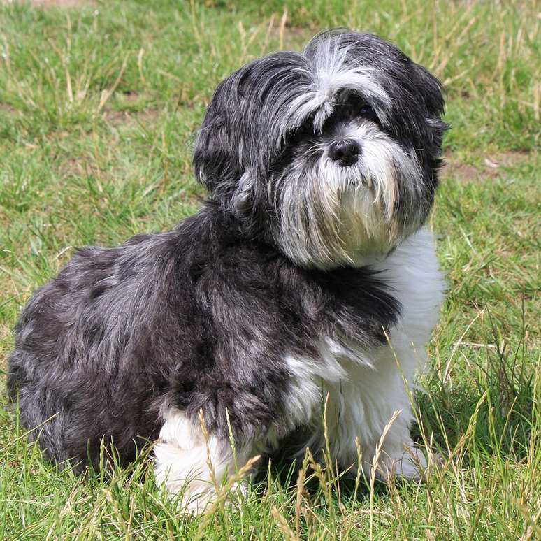 Shih Tzu