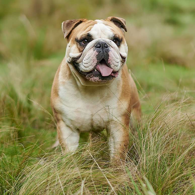 Buldogue inglês