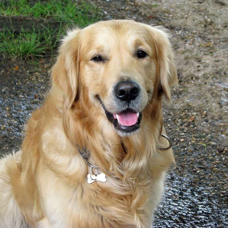 Golden Retriever