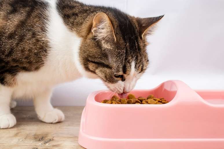 Gatos castrados devem comer rações específicas para evitar o ganho de peso excessivo 